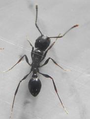 Tetramorium sericeiventre