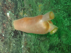Halocynthia aurantium