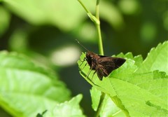 Hesperiinae