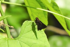 Hesperiinae