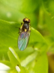 Liriomyza chenopodii