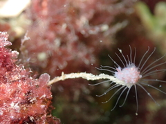 Ectopleura marina