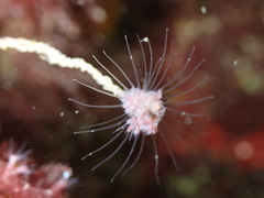 Ectopleura marina