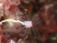 Ectopleura marina