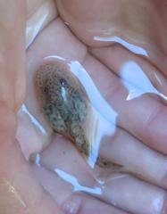 Heleophryne purcelli