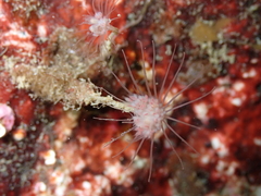 Ectopleura marina