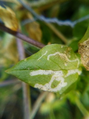 Liriomyza chenopodii