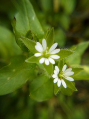 Liriomyza chenopodii