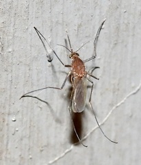 Culex pilosus