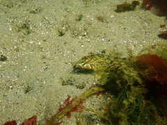 Hexagrammos stelleri