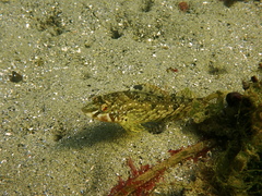 Hexagrammos stelleri