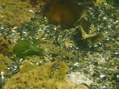 Hexagrammos stelleri