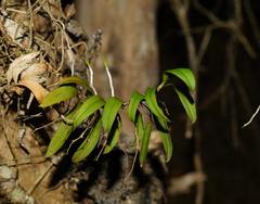 Plectorrhiza tridentata
