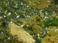 Hexagrammos stelleri