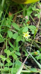Hypericum boreale