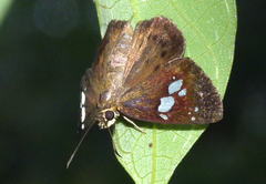 Coladenia agnioides