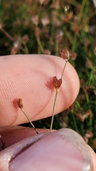 Juncus supiniformis