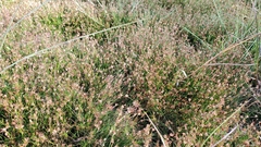 Juncus supiniformis