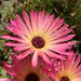 Livingstone Daisy - Photo (c) Marian Oliver, some rights reserved (CC BY-NC), uploaded by Marian Oliver