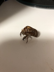 Graptopsaltria nigrofuscata