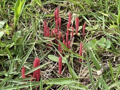 Clavaria rosea