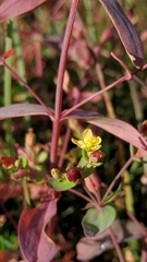 Hypericum boreale