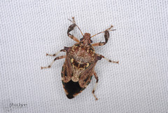 Eocanthecona concinna