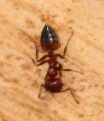 Crematogaster castanea