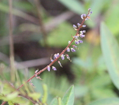 Grona heterocarpos angustifolia