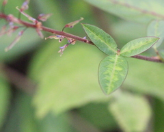 Grona heterocarpos angustifolia