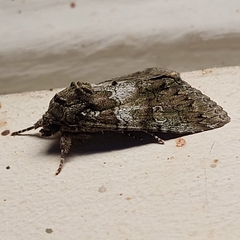 Olivenebula subsericata