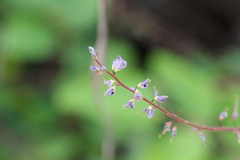 Grona heterocarpos angustifolia