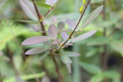 Grona heterocarpos angustifolia