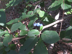 Symplocos sawafutagi