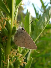 Satyrium sylvinus