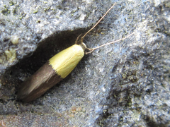 Opogona nipponica