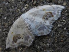 Auzata nigrata