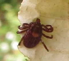 Rhipicephalus maculatus