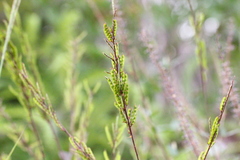 Grona heterocarpos angustifolia