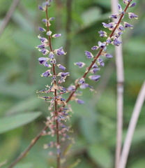 Grona heterocarpos angustifolia