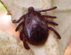 Rhipicephalus maculatus