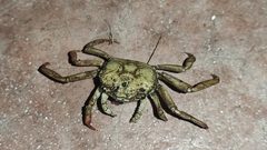 Glyptograpsus impressus