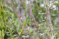 Grona heterocarpos angustifolia
