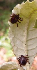 Rhipicephalus maculatus