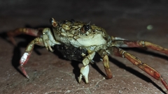 Glyptograpsus impressus