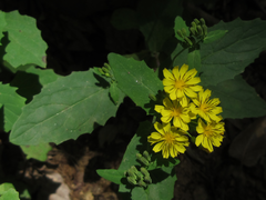 Crepidiastrum denticulatum