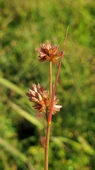 Juncus orthophyllus