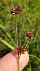 Juncus orthophyllus