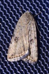 Micrathetis