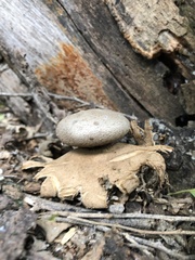 Myriostoma